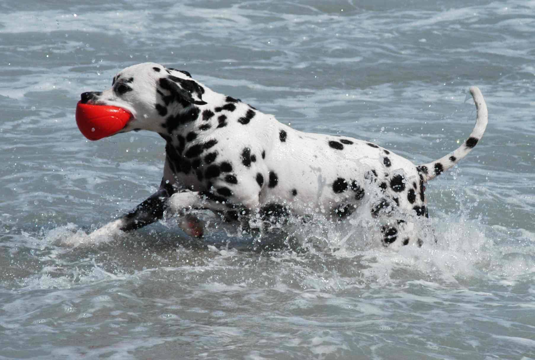 Photographie par Silverkatt pour DesignCrowd (Community Contests) | Design #9137099