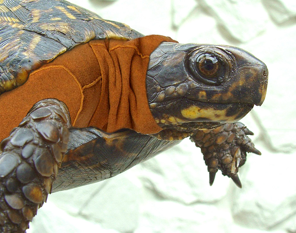 Photoshop Design by TampaDroid for DesignCrowd (Community Contests) | Design #9112138