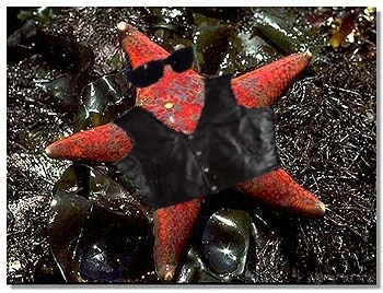 Photoshop Design by dollyllama for DesignCrowd (Community Contests) | Design #9112134