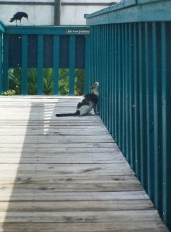 Photography by dollyllama for DesignCrowd (Community Contests) | Design #9138836