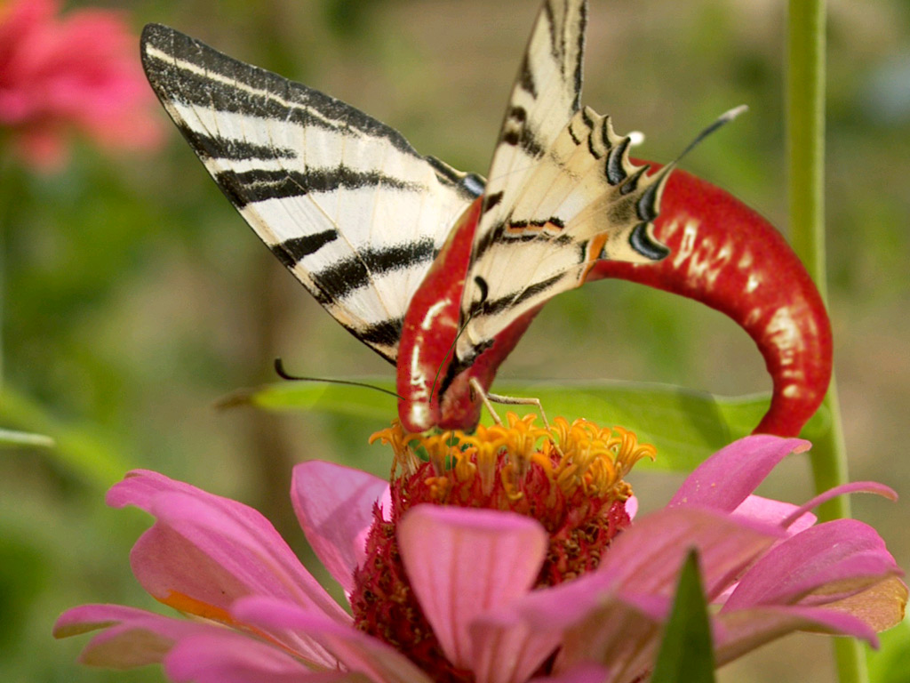 Photoshop-Design von hektor für DesignCrowd (Community Contests) | Design #9135248