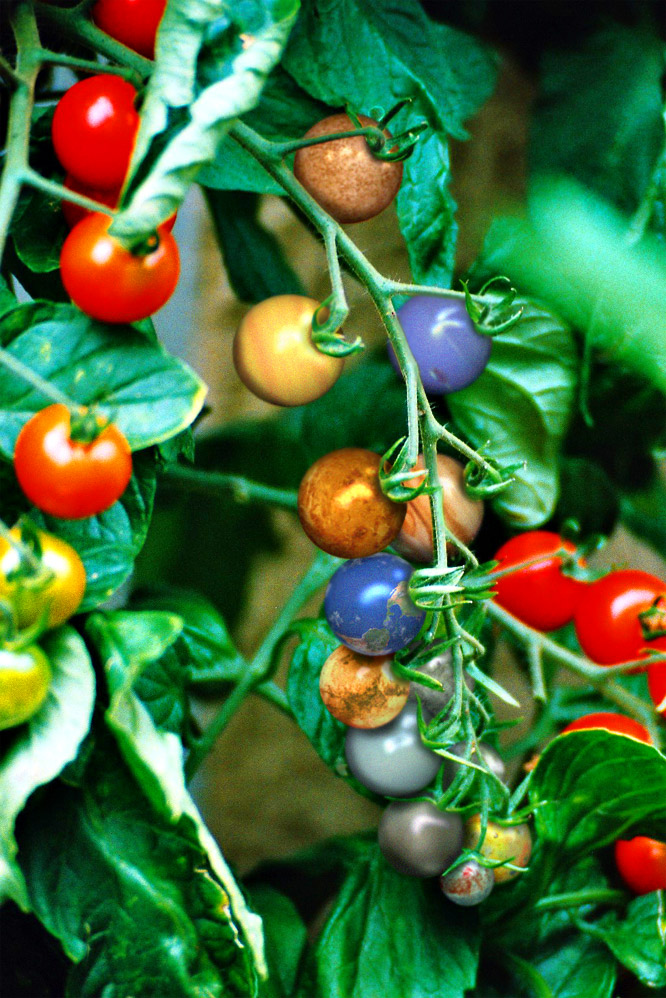 Diseño de Photoshop por Torique para DesignCrowd (Community Contests) | Diseño #9135300