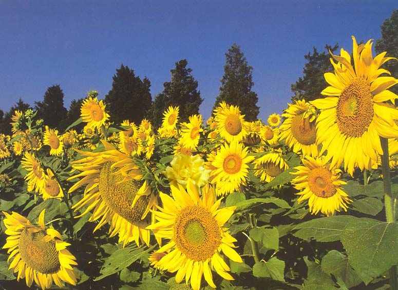 Photoshop Design by Kas for DesignCrowd (Community Contests) | Design #9121782