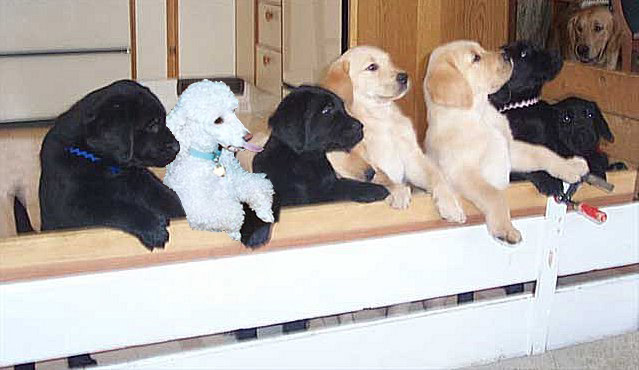 Design Photoshop par CrazyMazy pour DesignCrowd (Community Contests) | Design #9121827