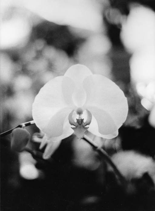 Fotografía por oleksa para DesignCrowd (Community Contests) | Diseño #9136897