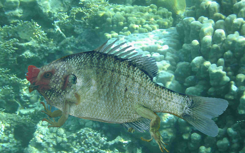 Diseño de Photoshop por alpcos para DesignCrowd (Community Contests) | Diseño #9135286