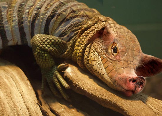 Diseño de Photoshop por dilbert2003 para DesignCrowd (Community Contests) | Diseño #9135279