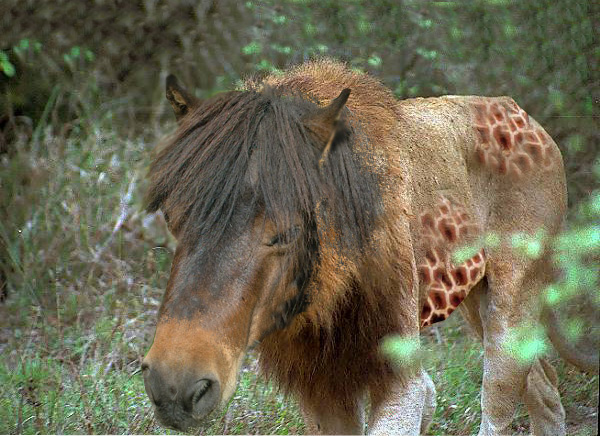 Photoshop-Design von whitewhale für DesignCrowd (Community Contests) | Design #9135374