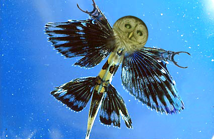 Photoshop-Design von rdk für DesignCrowd (Community Contests) | Design #9135354