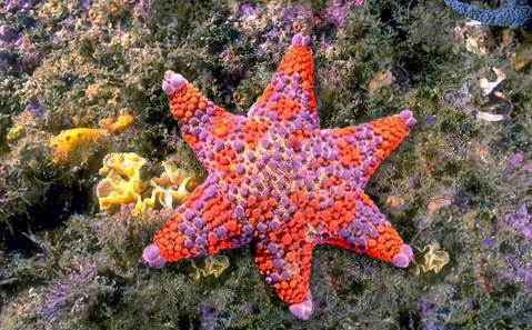 Photoshop Design by yiddle for DesignCrowd (Community Contests) | Design #9109812