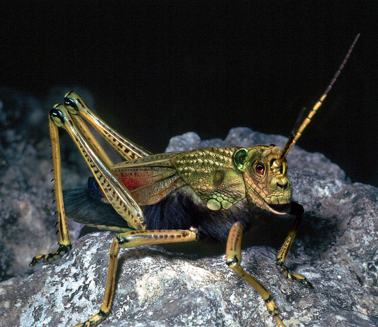 Photoshop-Design von CCZ für DesignCrowd (Community Contests) | Design #9135406