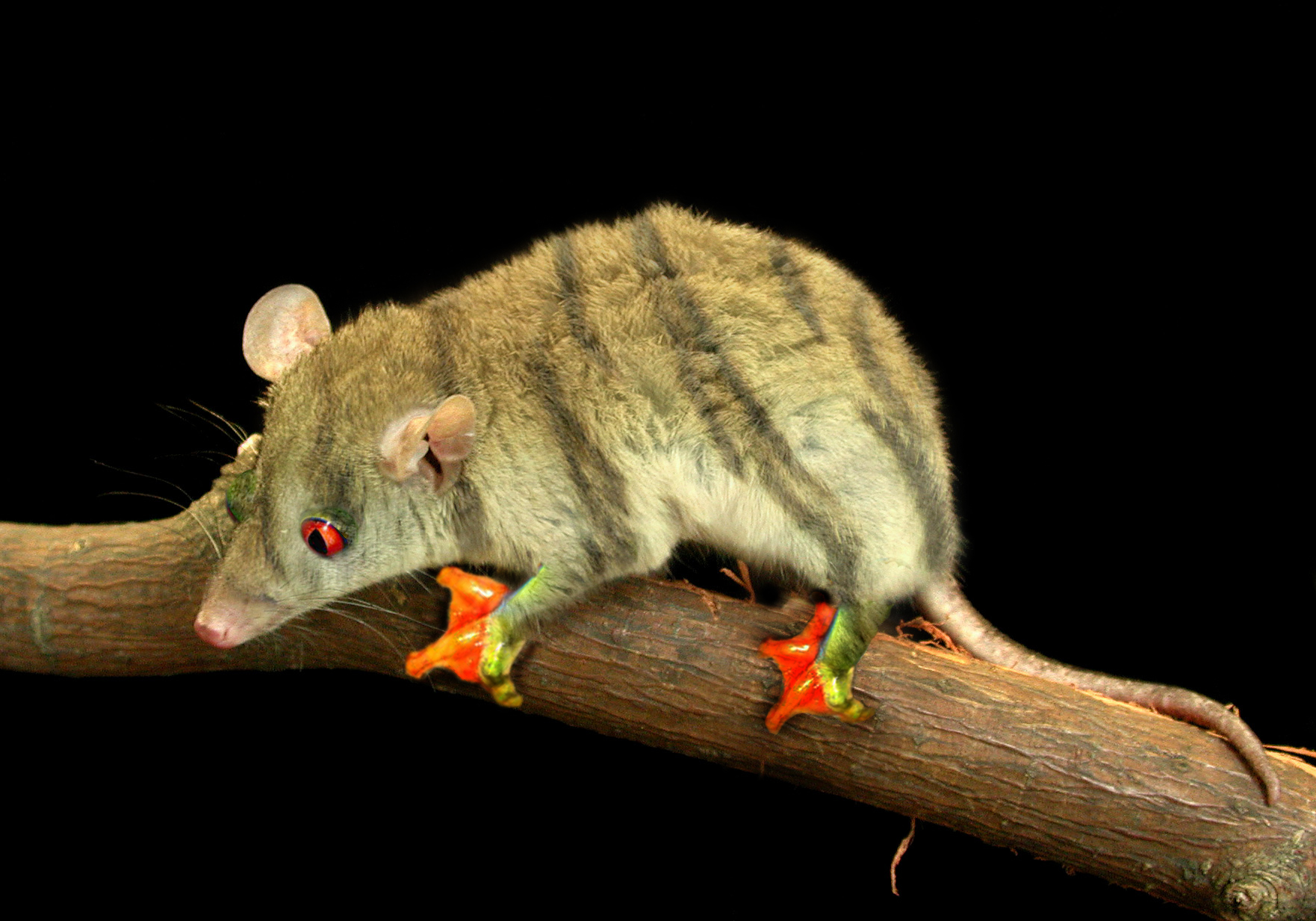 Photoshop Design by chris_ for DesignCrowd (Community Contests) | Design #9135383