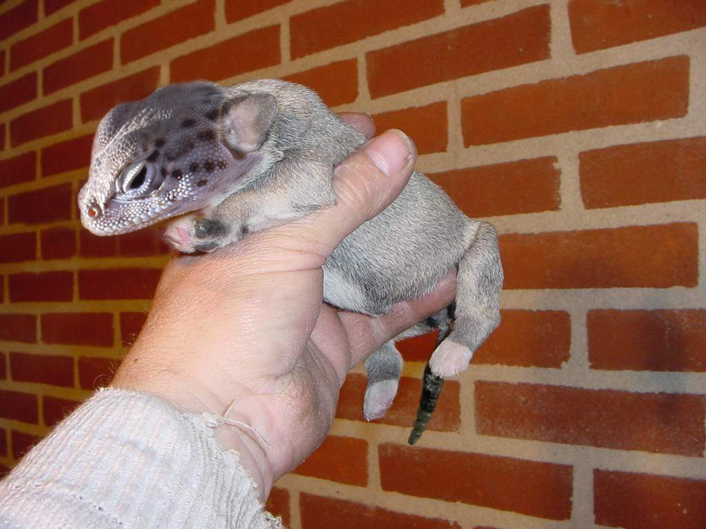 Photoshop-Design von CopperMiner für DesignCrowd (Community Contests) | Design #9135410