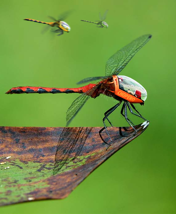 Photoshop Design by pixelpefekt for DesignCrowd (Community Contests) | Design #9137551