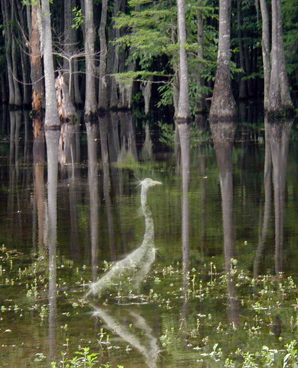 Photoshop Design by Decapod73 for DesignCrowd (Community Contests) | Design #9109001