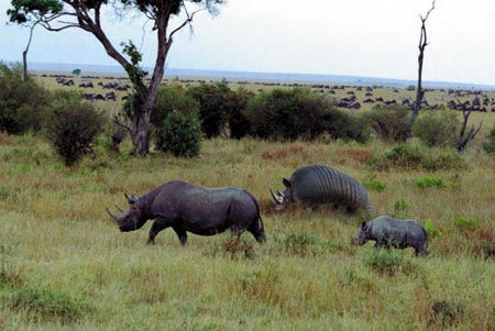 Diseño de Photoshop por freekgrrl para DesignCrowd (Community Contests) | Diseño #9143325