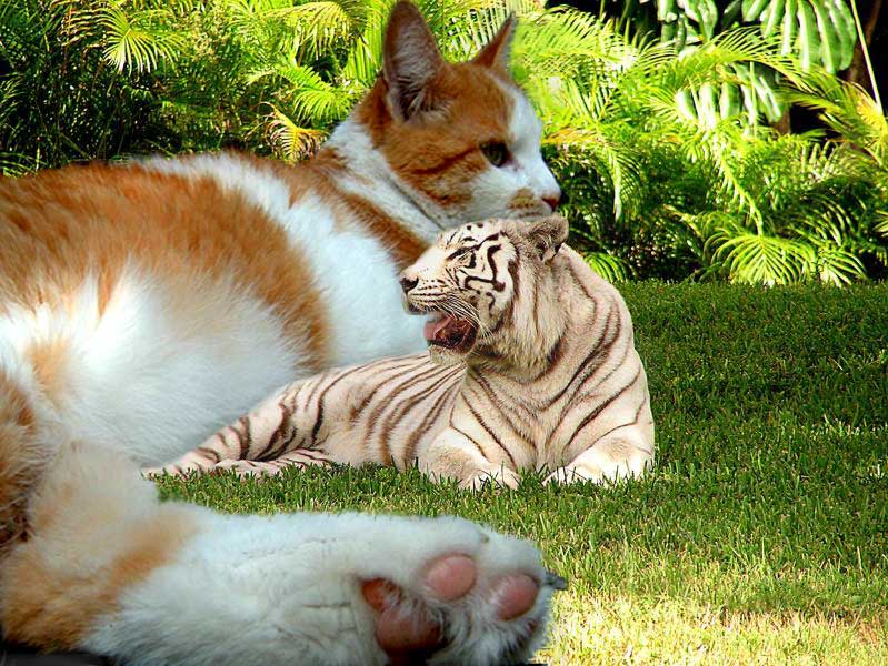 Photoshop Design by Clementine for DesignCrowd (Community Contests) | Design #9143361