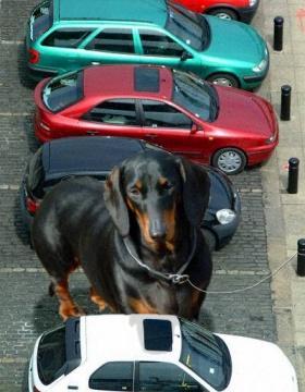 Diseño de Photoshop por couznig para DesignCrowd (Community Contests) | Diseño #9143396