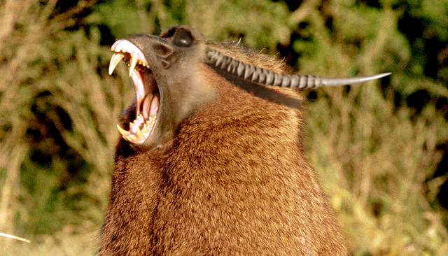 Photoshop Design by skanky for DesignCrowd (Community Contests) | Design #9135679