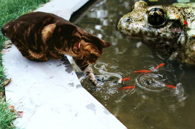 Photoshop Design by SkyEWR for DesignCrowd (Community Contests) | Design #9143469