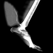 Photoshop Design by elizabethh