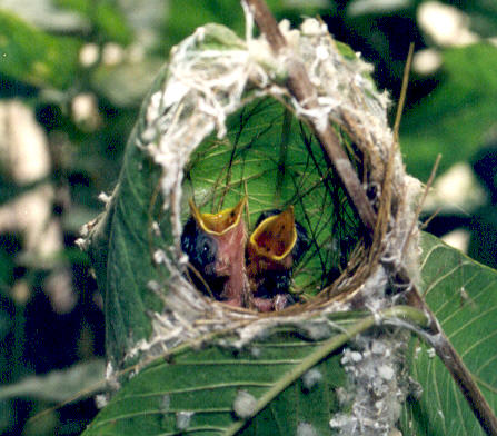 Fotografía por vgmn1956 para DesignCrowd (Community Contests) | Diseño #9132927