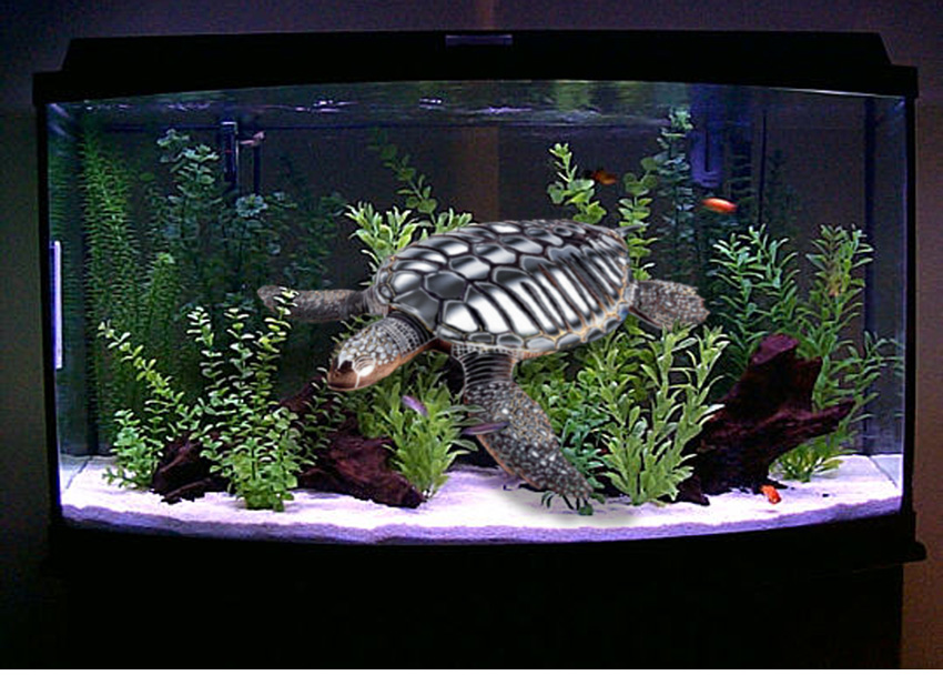 Diseño de Photoshop por typingmonkey para DesignCrowd (Community Contests) | Diseño #9121648