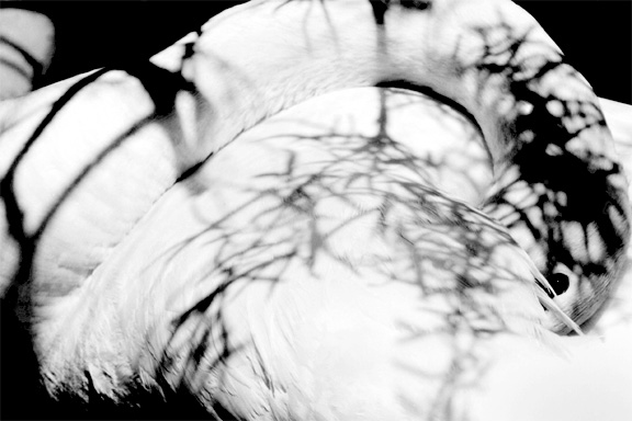 Photography by battreeboy for DesignCrowd (Community Contests) | Design #9132938