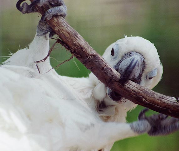 Photography by ALS14213 for DesignCrowd (Community Contests) | Design #9132959