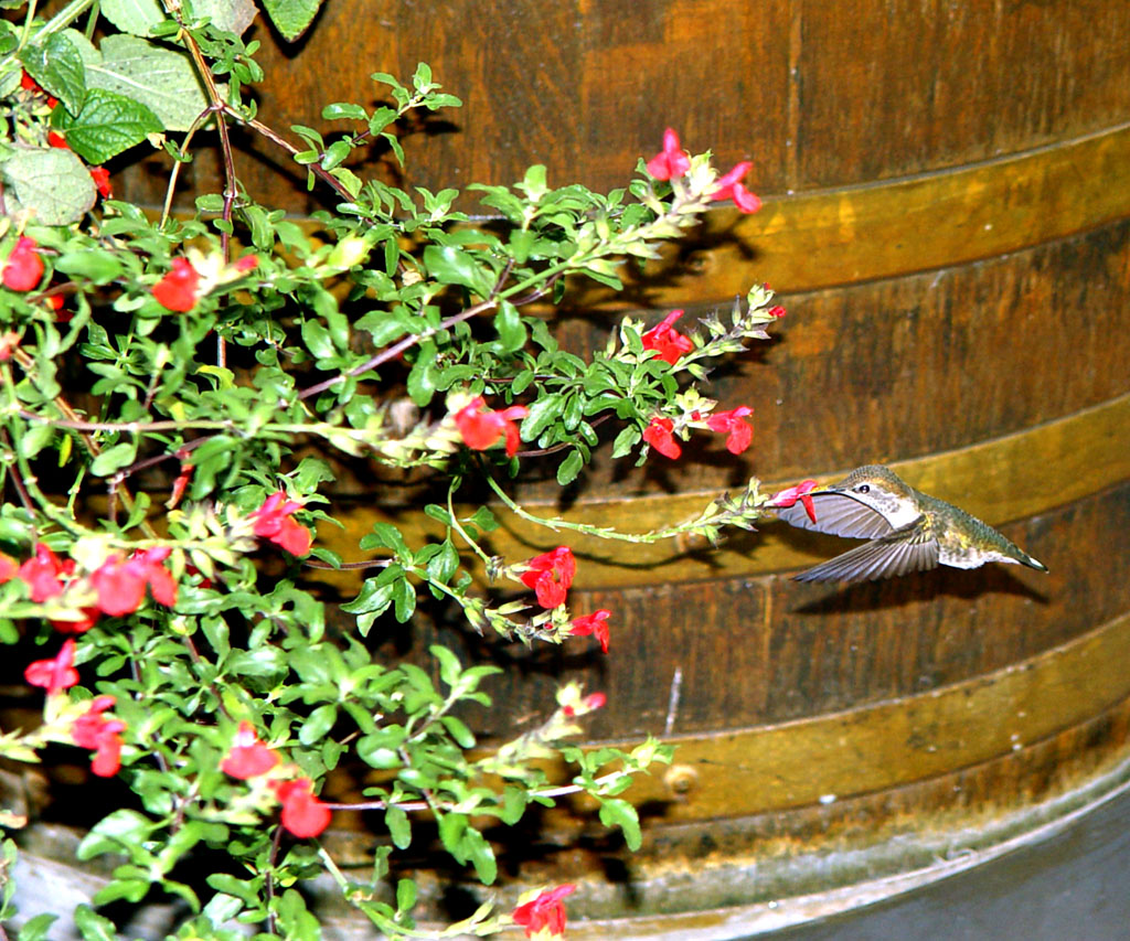 Photography by alpcos for DesignCrowd (Community Contests) | Design #9132965