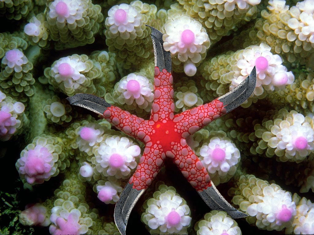 Photoshop Design by Samogitan for DesignCrowd (Community Contests) | Design #9121668