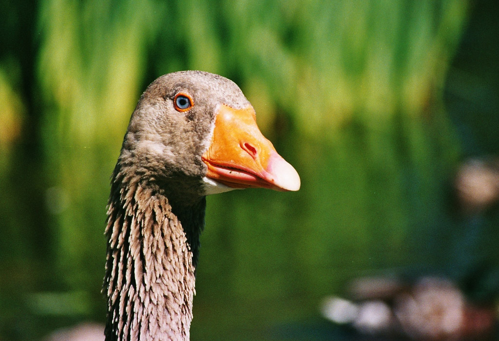 Photography by ecolio for DesignCrowd (Community Contests) | Design #9133004