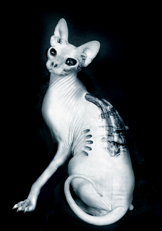 Photoshop Design by skanky for DesignCrowd (Community Contests) | Design #9121755