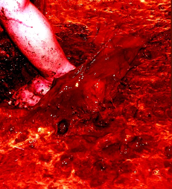 Fotografía por DaftGretel para DesignCrowd (Community Contests) | Diseño #9120922