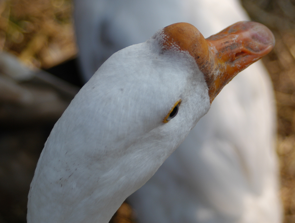 Fotografie von bruceleroy für DesignCrowd (Community Contests) | Design #9133040