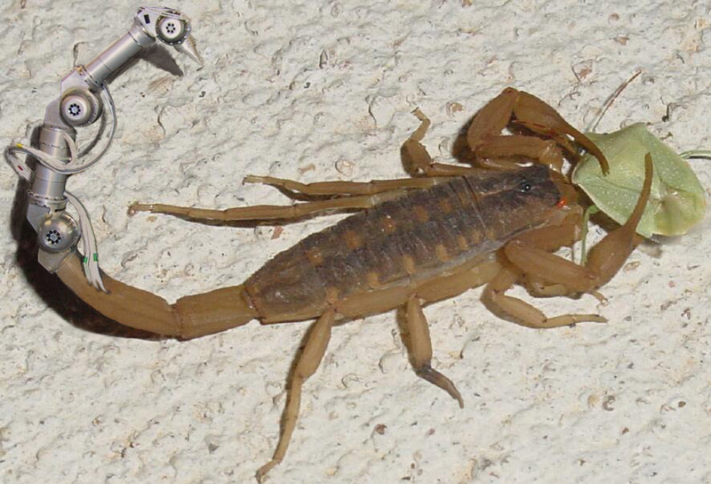 Photoshop-Design von Megain für DesignCrowd (Community Contests) | Design #9121701