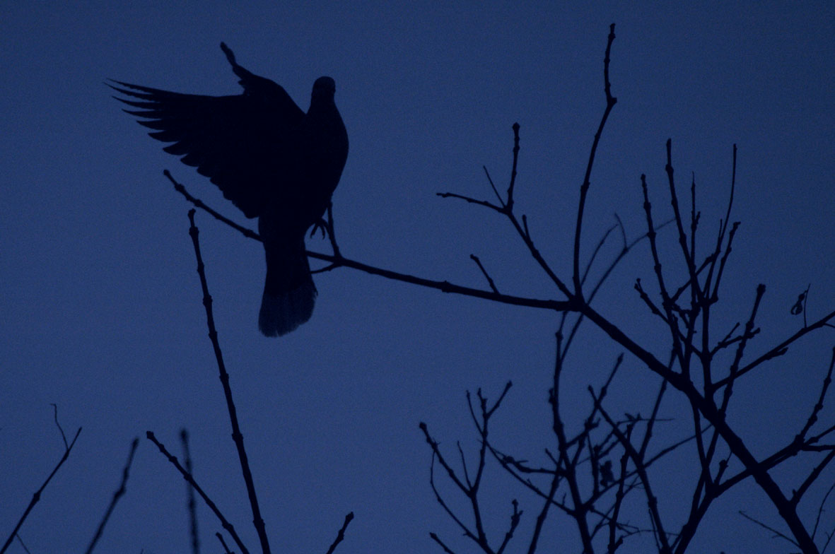 Photography by bostrom155 for DesignCrowd (Community Contests) | Design #9133037