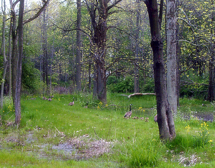 Photography by JavaMoose for DesignCrowd (Community Contests) | Design #9132990