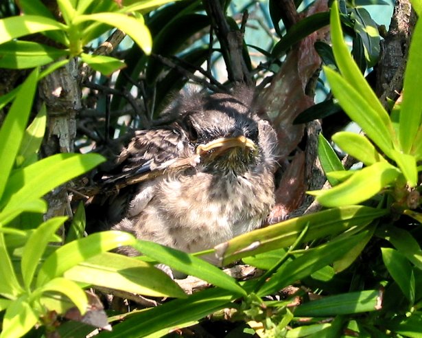 Photography by koalachimbo for DesignCrowd (Community Contests) | Design #9133025