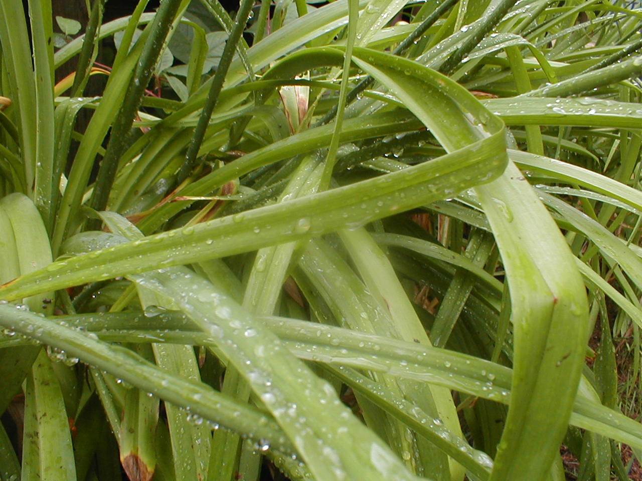 Photographie par KingPoo pour DesignCrowd (Community Contests) | Design #9120930