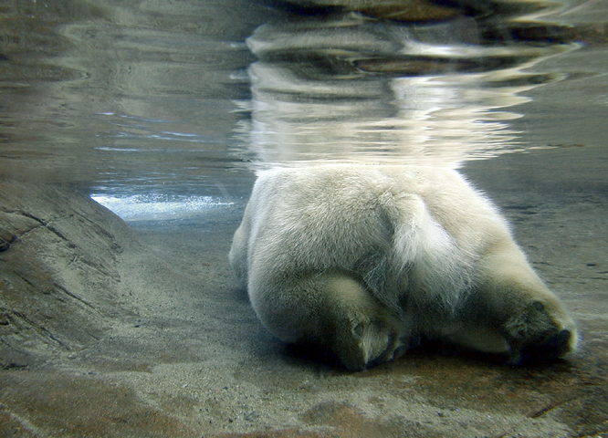 Photography by todmac for DesignCrowd (Community Contests) | Design #9120969