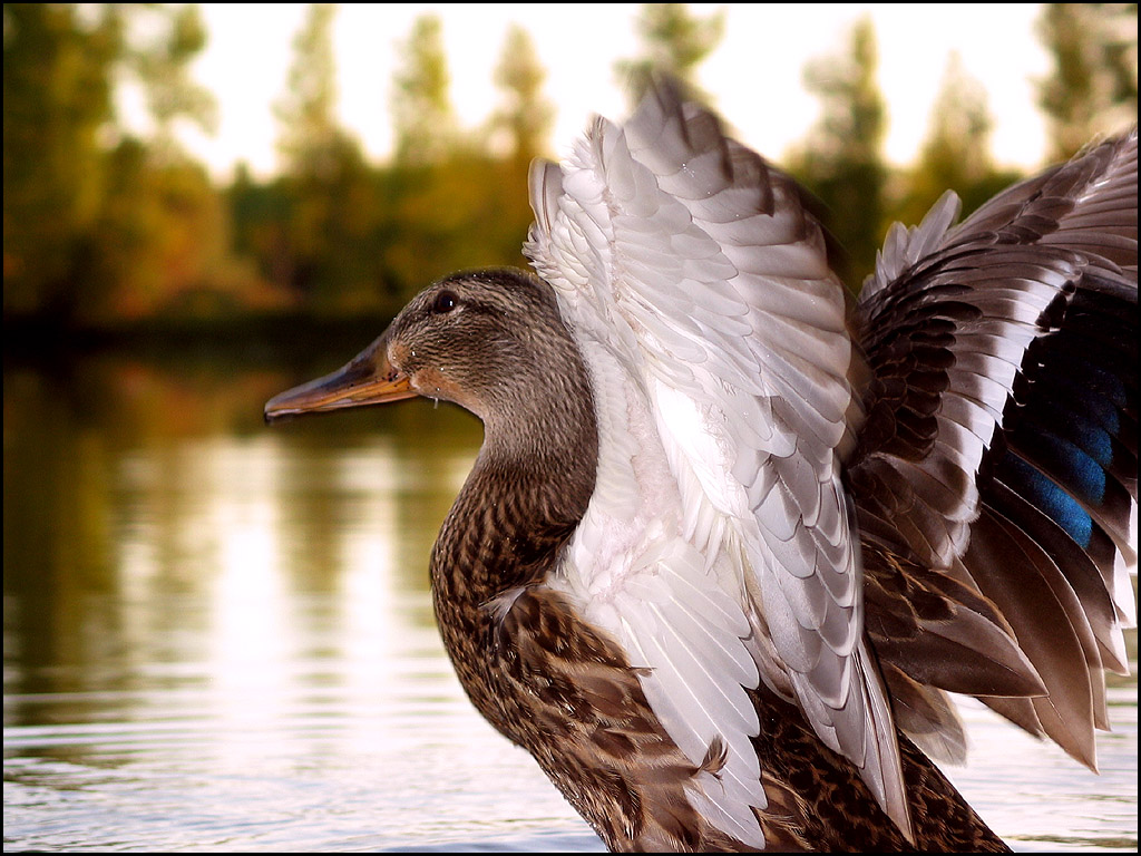 Photography by Drorak for DesignCrowd (Community Contests) | Design #9132993