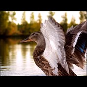 Photography by Drorak