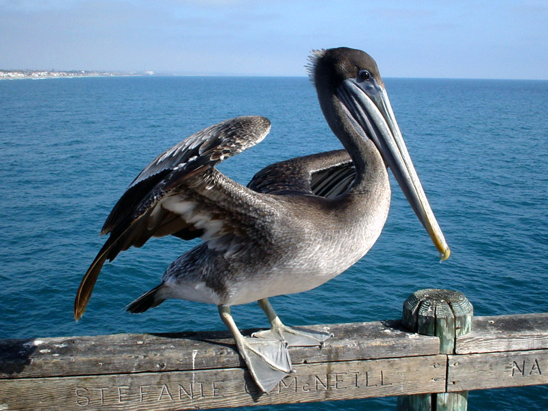 Photographie par Resalg pour DesignCrowd (Community Contests) | Design #9133192