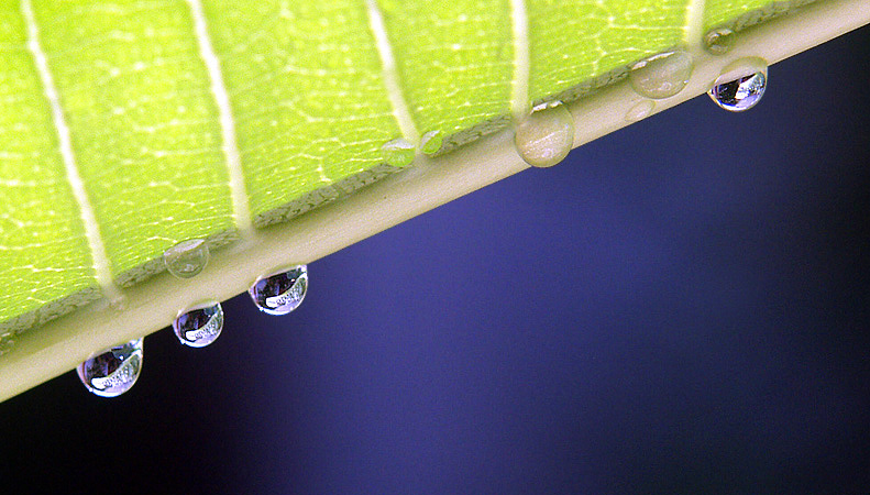 Fotografía por TerryGilman para DesignCrowd (Community Contests) | Diseño #9121090