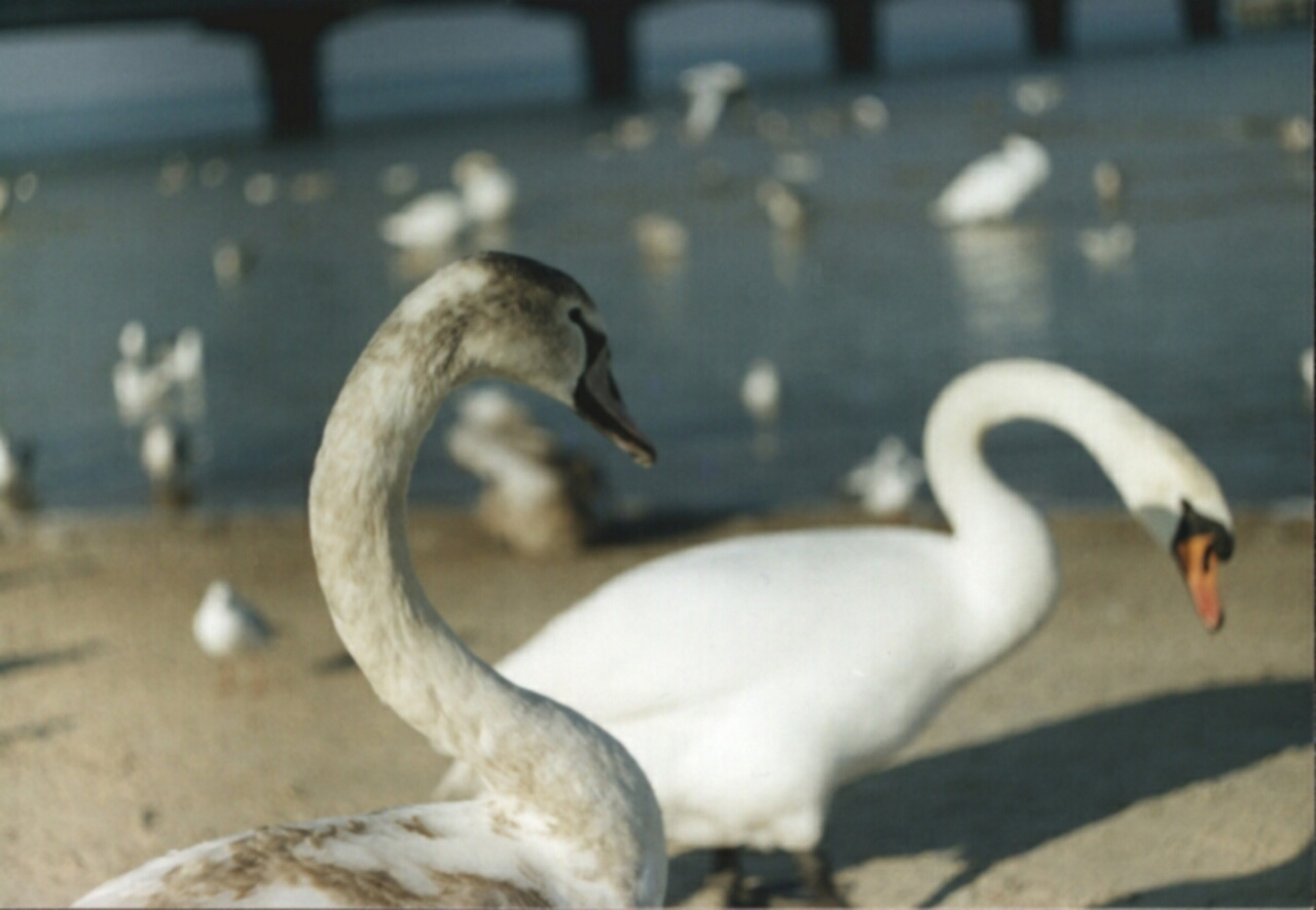 Photography by xfreetwo for DesignCrowd (Community Contests) | Design #9133157