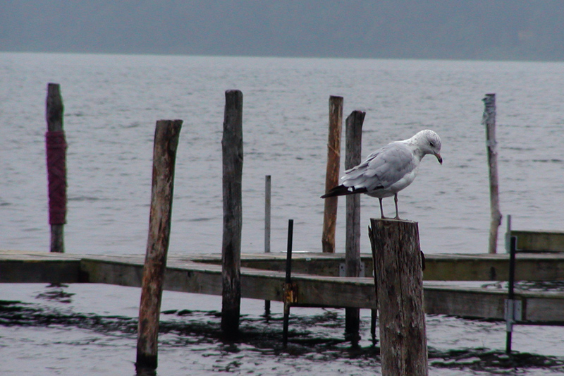 Fotografía por OneHappyFemale para DesignCrowd (Community Contests) | Diseño #9133252