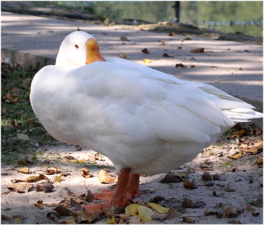 Photography by CrazyMazy for DesignCrowd (Community Contests) | Design #9133258