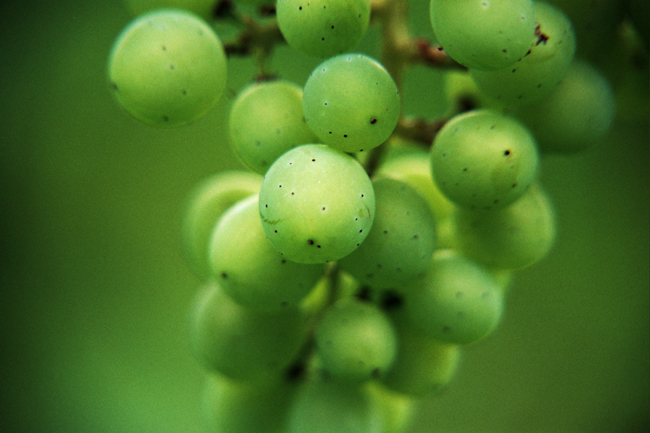 Photography by goblin for DesignCrowd (Community Contests) | Design #9121382