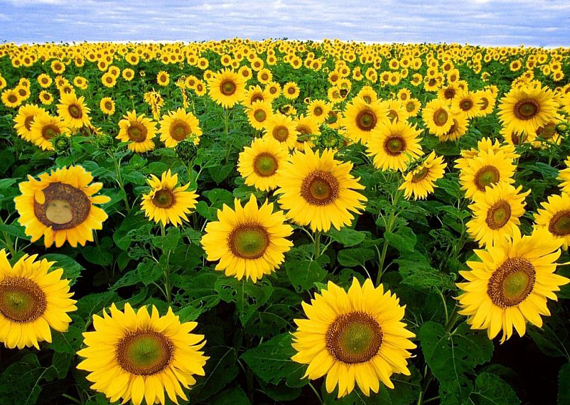 Photoshop Design by SkyEWR for DesignCrowd (Community Contests) | Design #9121338